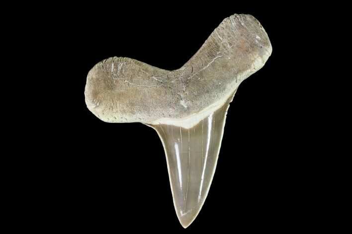 Cretaceous Cretoxyrhina Shark Tooth - Kansas #93793